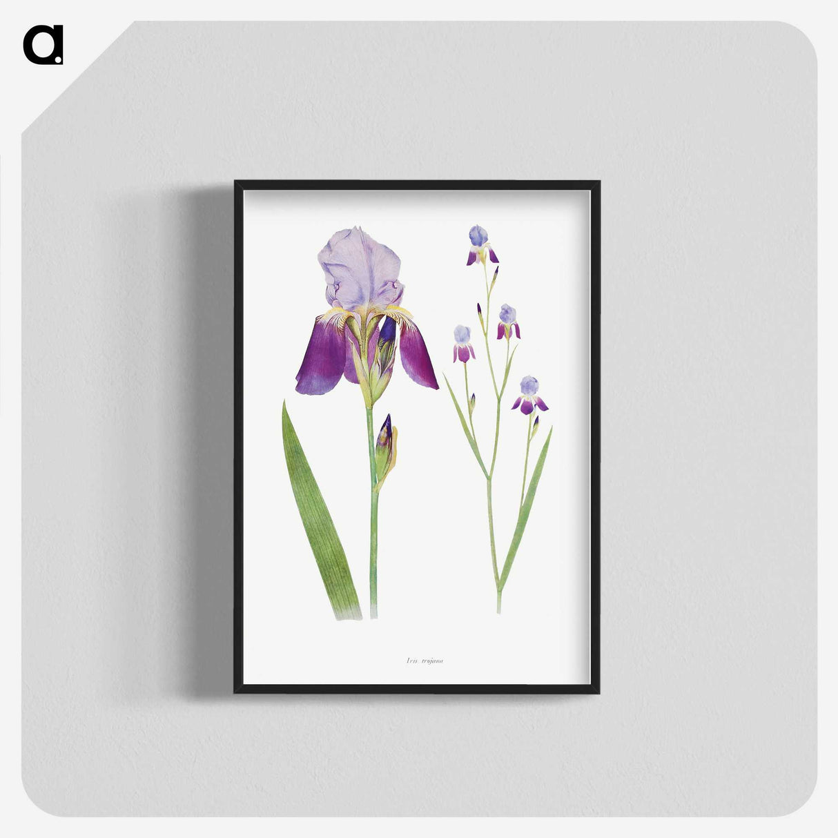 1-1_The-Genus-Iris_blk-crop