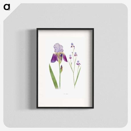1-1_The-Genus-Iris_blk