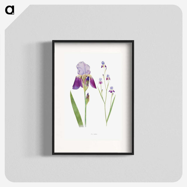 1-1_The-Genus-Iris_blk