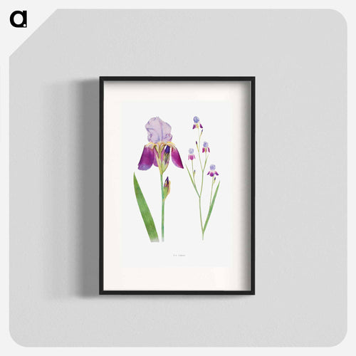 Iris Trojana from The genus Iris
 - アヤメ属 Poster.