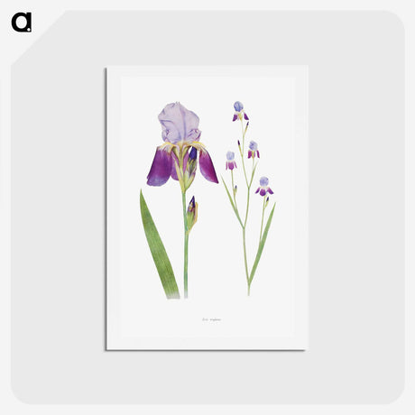 1-1_The-Genus-Iris_hagaki