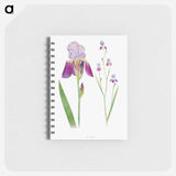 アートメモ帳-Iris Trojana from The genus Iris
 - アヤメ属 Memo.