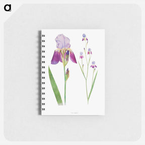 アートメモ帳-Iris Trojana from The genus Iris
 - アヤメ属 Memo.