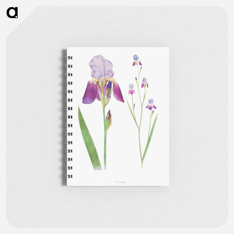 アートメモ帳-Iris Trojana from The genus Iris
 - アヤメ属 Memo.