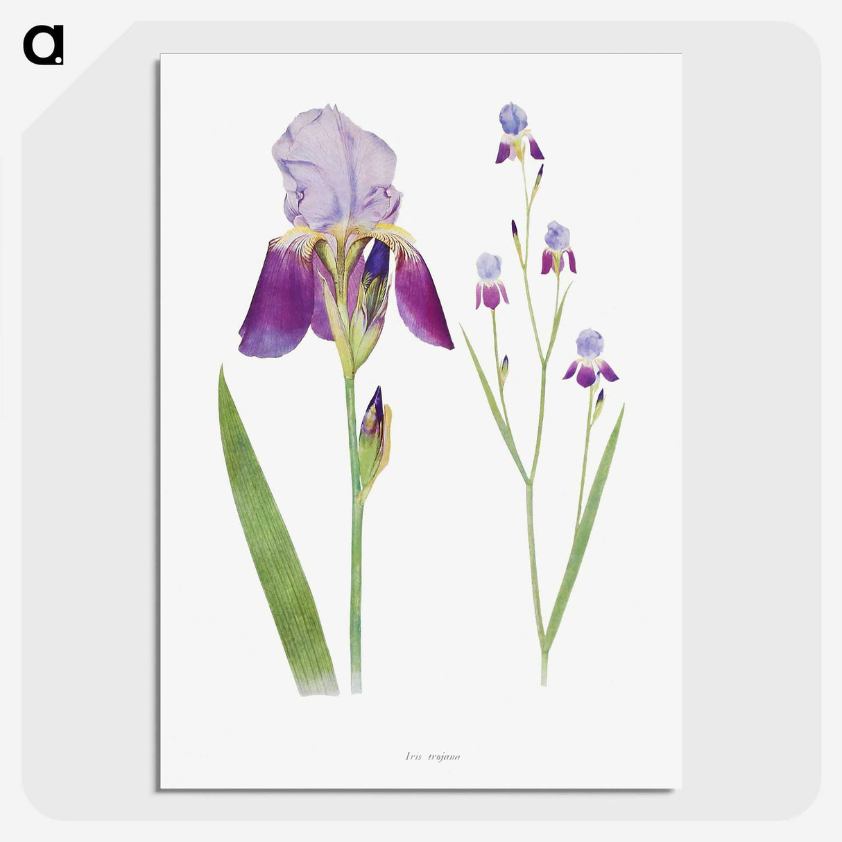 1-1_The-Genus-Iris_picture-crop