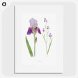 1-1_The-Genus-Iris_picture