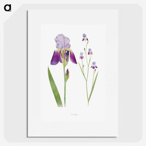 1-1_The-Genus-Iris_picture