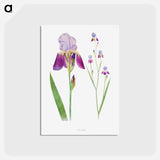 アートポストカード-Iris Trojana from The genus Iris
 - アヤメ属 Postcard.