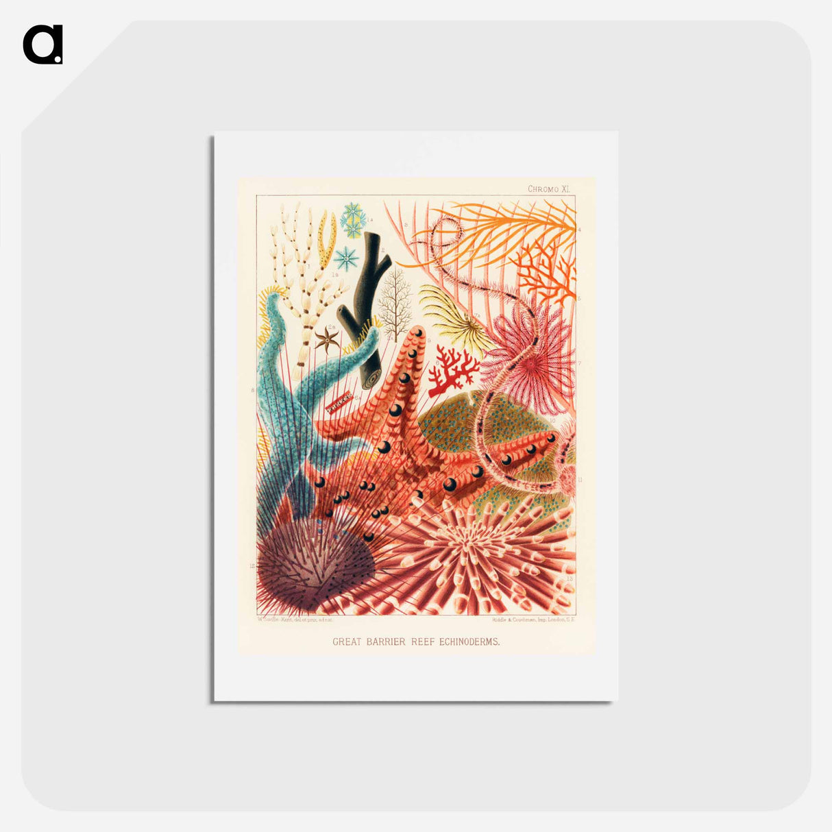 アートポストカード-Great Barrier Reef Echinoderms - オーストラリアのグレートバリアリーフ Postcard.