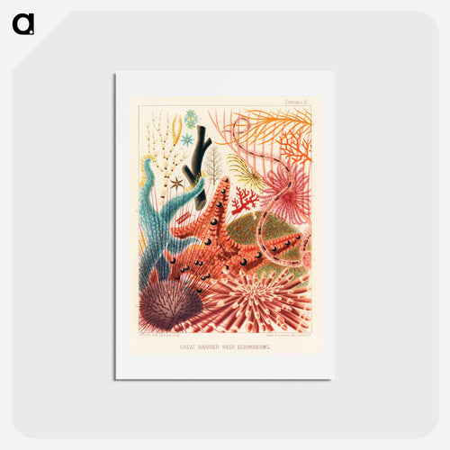 Great Barrier Reef Echinoderms - オーストラリアのグレートバリアリーフ Postcard.