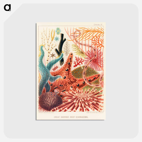アートポストカード-Great Barrier Reef Echinoderms - オーストラリアのグレートバリアリーフ Postcard.