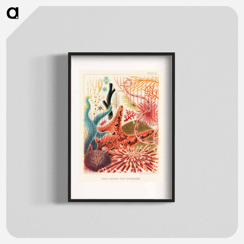 Great Barrier Reef Echinoderms - オーストラリアのグレートバリアリーフ Poster.