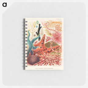 アートメモ帳-Great Barrier Reef Echinoderms - オーストラリアのグレートバリアリーフ Memo.