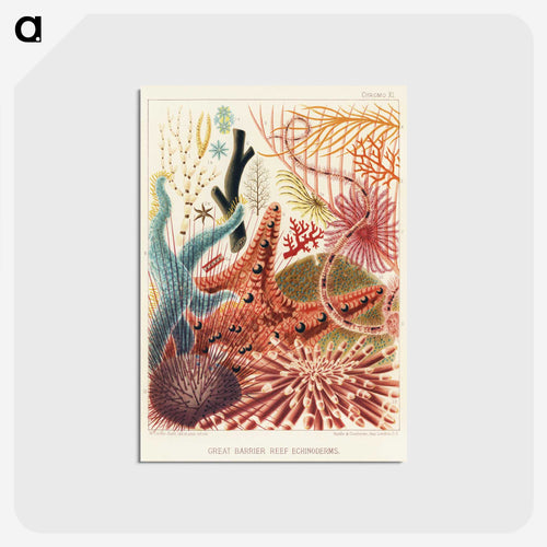 Great Barrier Reef Echinoderms - オーストラリアのグレートバリアリーフ Postcard.
