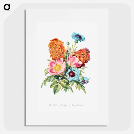 アートポスター-Blue Bottle, Dog Rose and Garden Anemone
 - 花言葉 Poster.