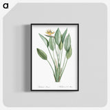 1-1_The-Lilies_blk-crop