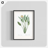 1-1_The-Lilies_blk