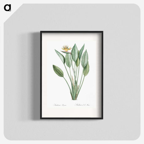 1-1_The-Lilies_blk