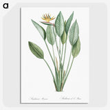 1-1_The-Lilies_picture-crop
