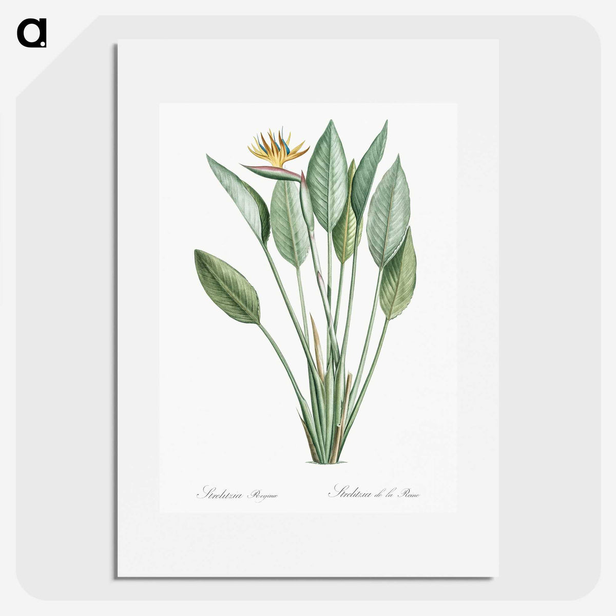 1-1_The-Lilies_picture