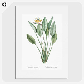 1-1_The-Lilies_picture