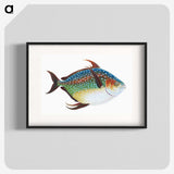 1-1_The-Natural-History-of-British-Fishes_blk
