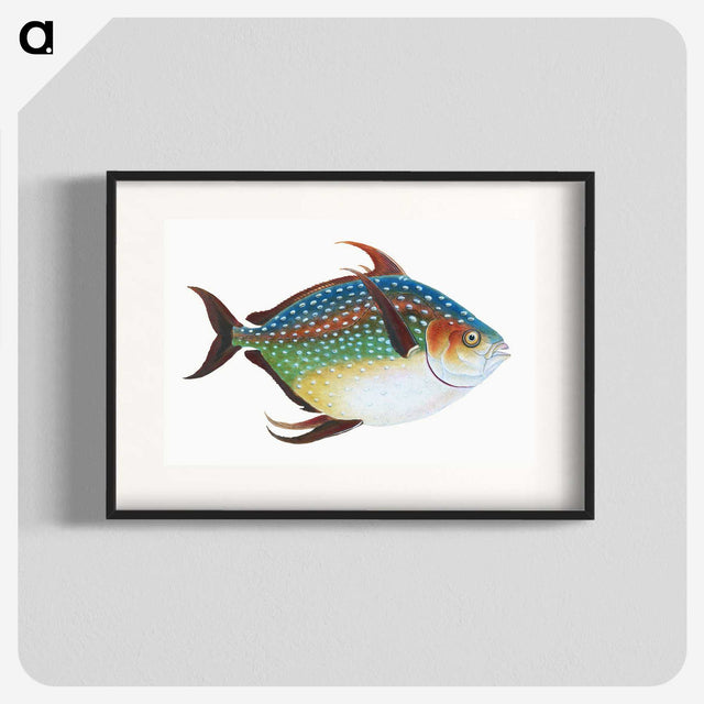 1-1_The-Natural-History-of-British-Fishes_blk