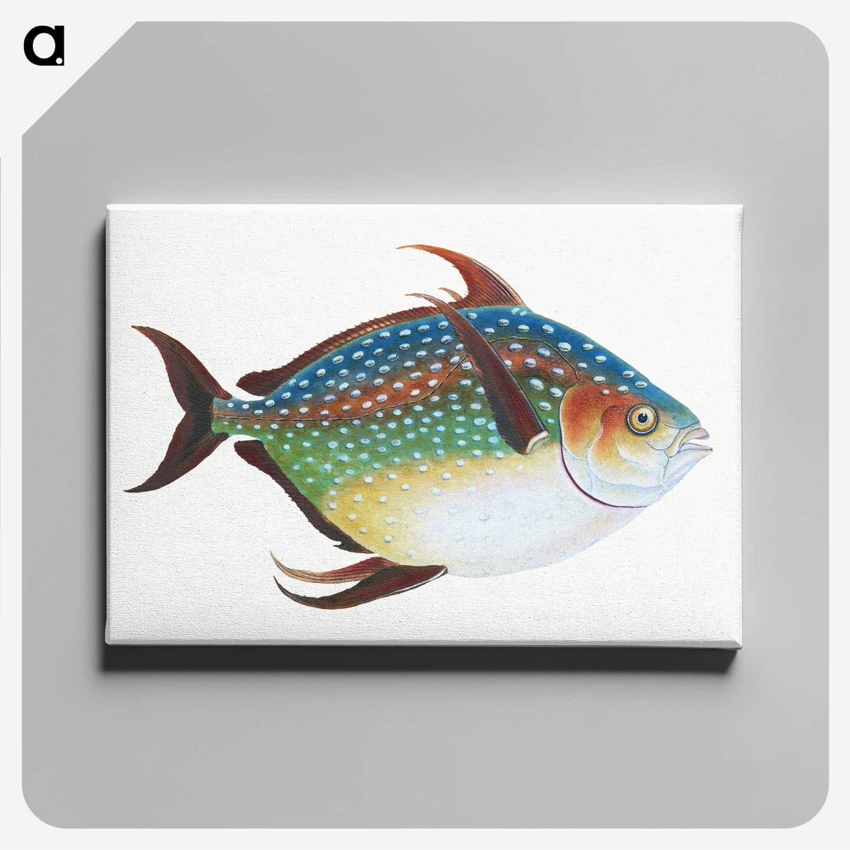 1-1_The-Natural-History-of-British-Fishes_canvas