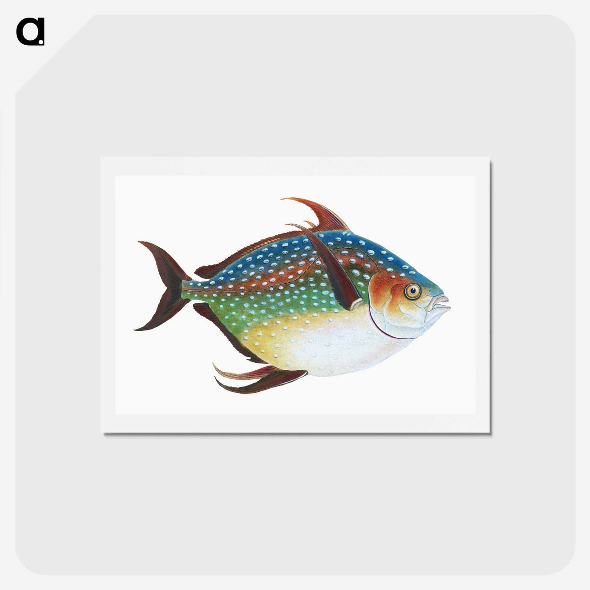 1-1_The-Natural-History-of-British-Fishes_hagaki