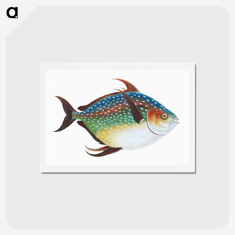 1-1_The-Natural-History-of-British-Fishes_hagaki