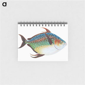 1-1_The-Natural-History-of-British-Fishes_memo