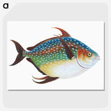 1-1_The-Natural-History-of-British-Fishes_picture-crop