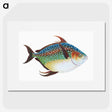 1-1_The-Natural-History-of-British-Fishes_picture