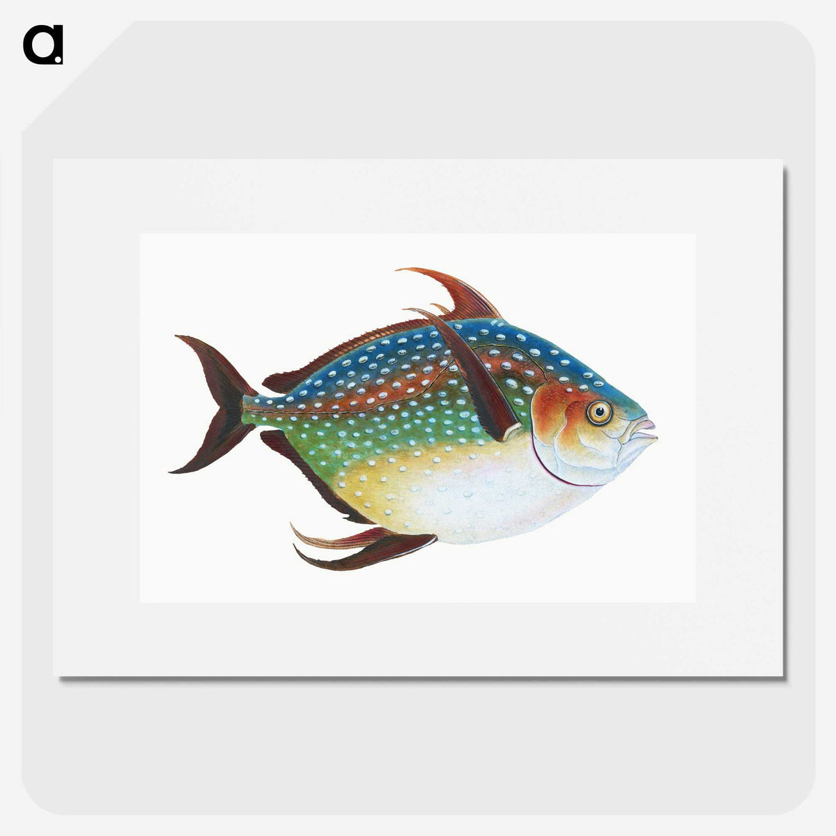 1-1_The-Natural-History-of-British-Fishes_picture