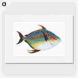 1-1_The-Natural-History-of-British-Fishes_picture