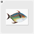 1-1_The-Natural-History-of-British-Fishes_postcard