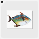 1-1_The-Natural-History-of-British-Fishes_postcard