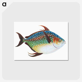 1-1_The-Natural-History-of-British-Fishes_postcard