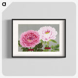 1-1_The-Picture-Book-of-Peonies_blk