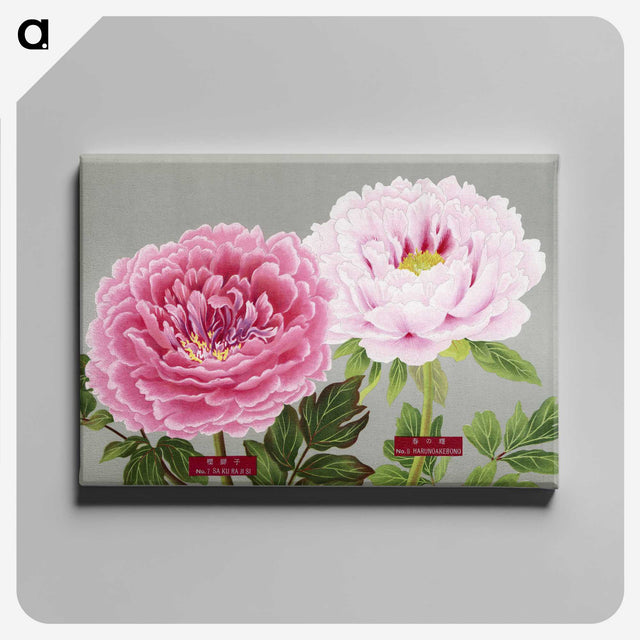 1-1_The-Picture-Book-of-Peonies_canvas