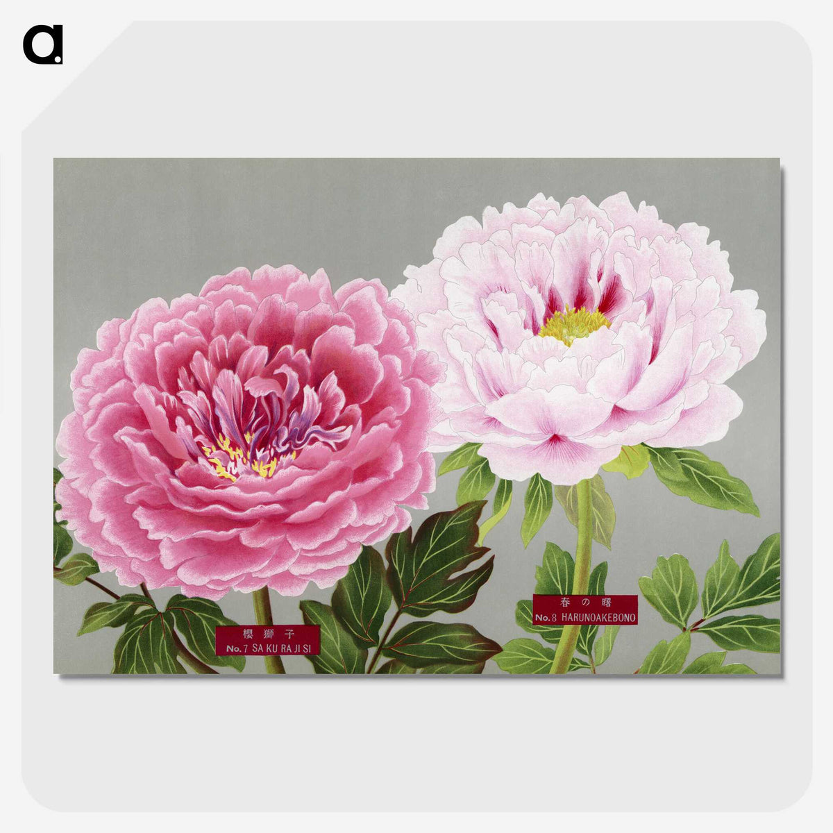 1-1_The-Picture-Book-of-Peonies_picture-crop