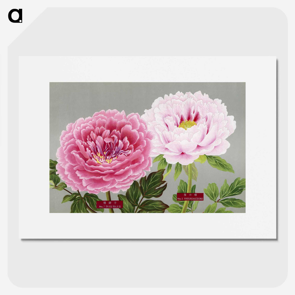 1-1_The-Picture-Book-of-Peonies_picture