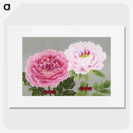 1-1_The-Picture-Book-of-Peonies_picture