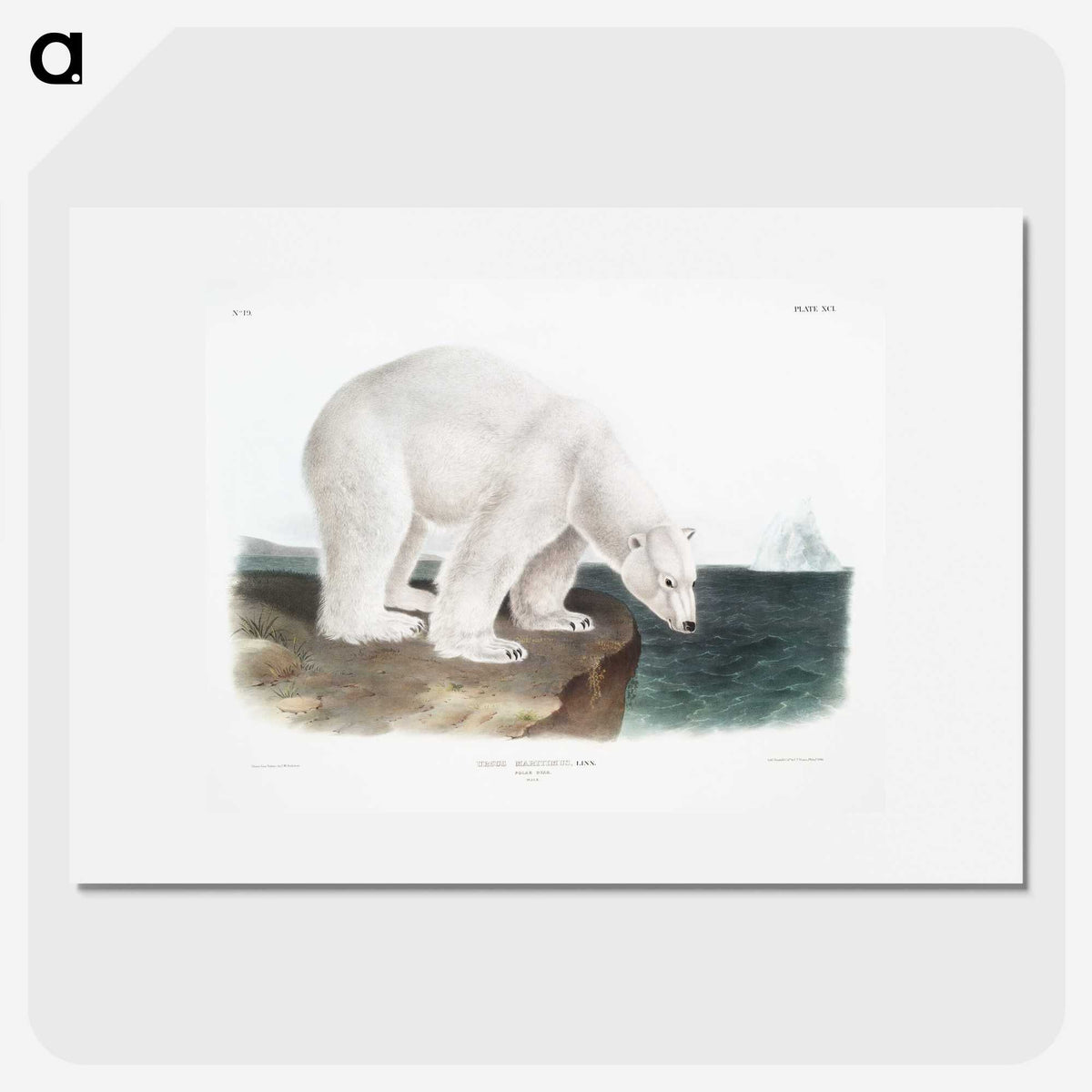 1-1_The-Viviparous-Quadrupeds_picture
