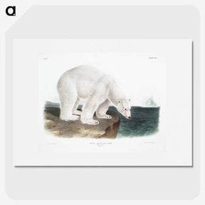 1-1_The-Viviparous-Quadrupeds_picture