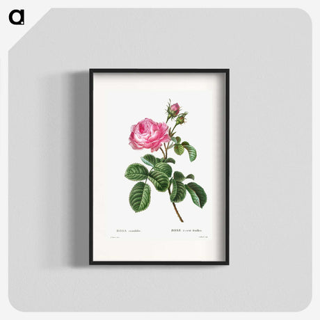 1-1_Treatise-on-Trees-and-Shrubs_blk