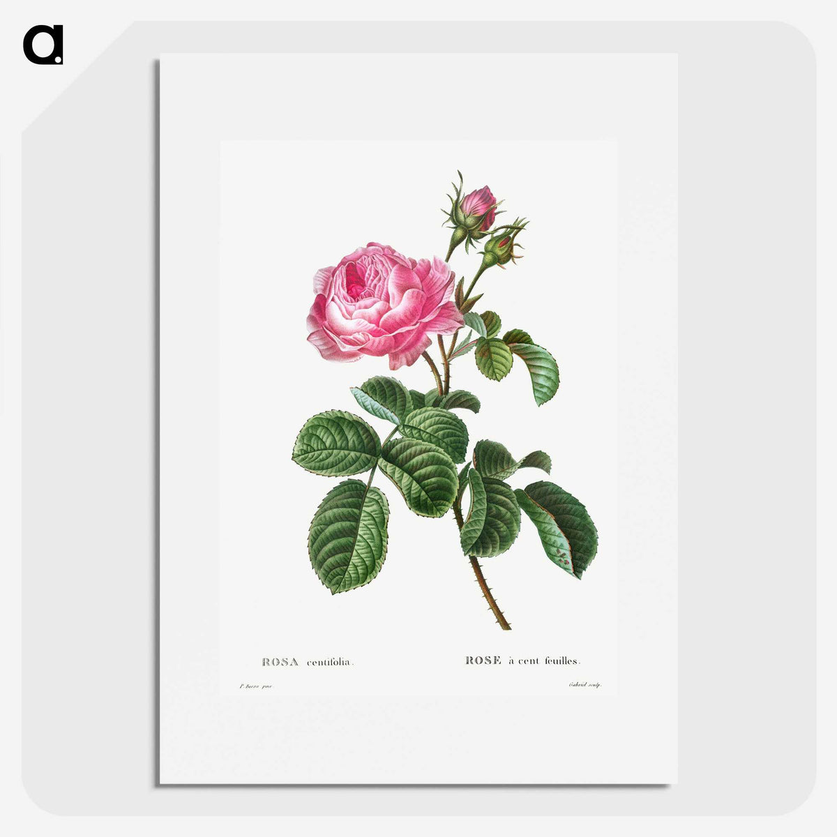 1-1_Treatise-on-Trees-and-Shrubs_picture