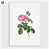 1-1_Treatise-on-Trees-and-Shrubs_picture