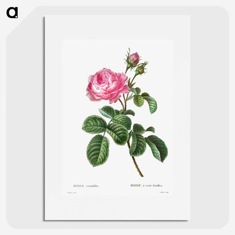 1-1_Treatise-on-Trees-and-Shrubs_picture