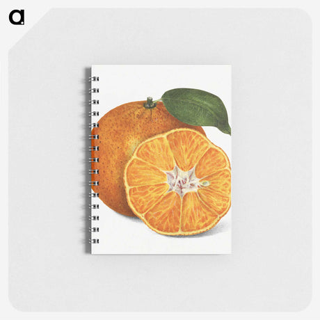 1-1_USDA-Watercolor-Fruit-Painting-Collection_memo